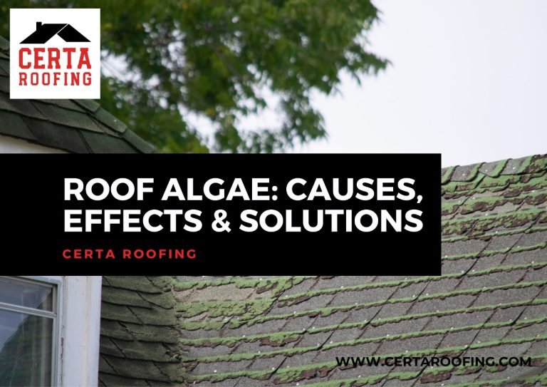 What is roof algae?